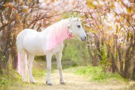Mais au fait, d'où vient le mythe de la licorne ? - NeozOne