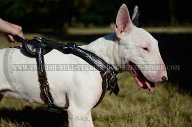 leather english bull terrier harness hand painted with barbed wire 159 90 www english bull terrier dog terrier dog breeds bull terrier bull terrier dog