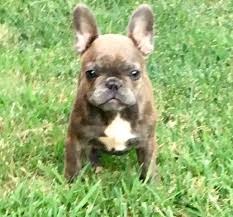 Beautiful pure french bulldog puppies taking eoi will be vaccinated wormed microchipped dna tested and pedigree with mdba mb102042. French Bulldog Puppy Dog For Sale In Tulsa Oklahoma