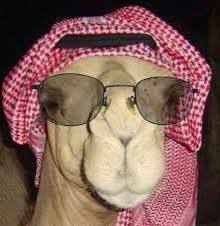 Easier for camels to pass through the eye of a wagie, than a rich man to enter heaven. Crotchety Camels
