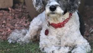 Learn more about noodles today. 5 Best Cockapoo Breeders In New Jersey Nj 2021