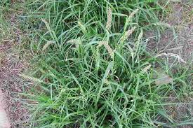 Image result for Cenchrus incertus