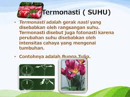 Bunga ini awalnya tumbuh secara liar di pegunungan pamir dan hindu kush dan stepa. Gerak Tumbuhan Ppt Download