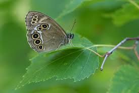 Image result for Lopinga achine