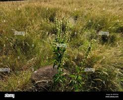 Image result for Coleus calycinus