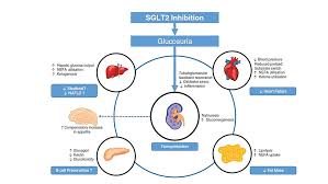 Image result for SGLT2 Inhibitor