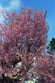 Learn vocabulary, terms and more with flashcards, games and other study tools. Mirabolano O Rusticano Fiori Di Primavera Passione In Verde