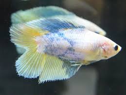 Pin Di Fish
