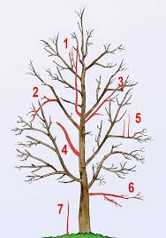 Obstbaumschnitt Obstbaumschnitt Baum Schneiden Garten