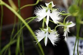 Image result for Habenaria cirrhata