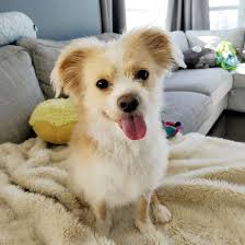 Everything we started doing to elicit positive emotions showed that dogs had corresponding parts i wanted to know whether its brain looked like that of a dog. Girl With Rare Brain Cancer Asks Dogs To Send Her Letters