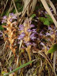 Image result for Sopubia ramosa