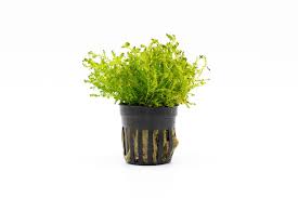 Image result for Salacia kraussii