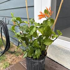 Image result for Justicia scandens