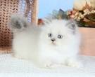 Teacup Persian kittens for sale | Doll Face Persian ...