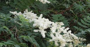 False Spiraea Sorbaria Spp Plants Candide Gardening