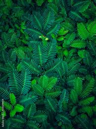 Image result for Aeschynomene pfundii