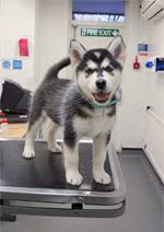 High to low nearest first. Husky Puppies And Husky Dogs Information Rspca