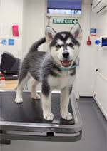 Or find a husky by location. Husky Puppies And Husky Dogs Information Rspca