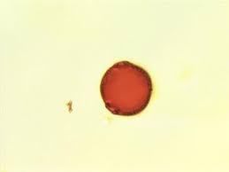 Image result for Aidia micrantha