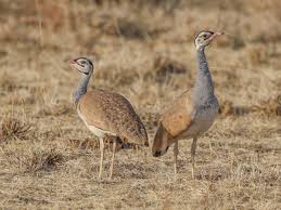 Image result for Burttia prunoides