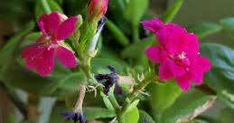 Image result for Kalanchoe velutina