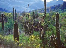 The commission, with the assistance of city staff, makes recommendations to the city council on such items as: Scottsdale Adds Land And Leisure To The Mcdowell Sonoran Preserve