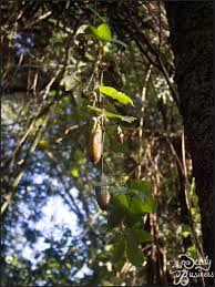 Image result for Coccinia mildbraedii