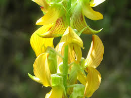Image result for Crotalaria pallida