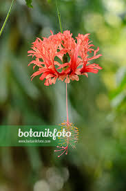 Image result for Hibiscus schizopetalus