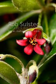 Image result for Pittosporaceae