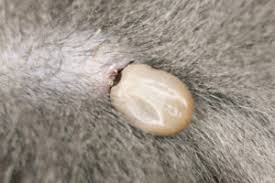 Since a tick needs at least 36 hours of feeding to be engorged, an engorged tick indicates that it has been attached to your dog for at least 2 days. Engorged Ticks What Happens When A Tick Becomes Engorged