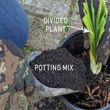 In this video i repot the clivia. Growing Clivias Australian Handyman Magazine