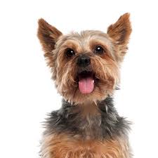 We did not find results for: Dog Obedience Training Dog Groomers Dog Grooming Dog Training San Antonio
