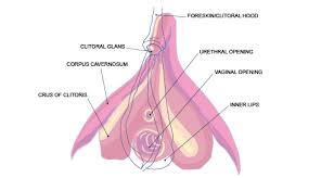Похожие запросы для girls virginia body part. Learning Session 4 Pleasure Anatomy View As Single Page