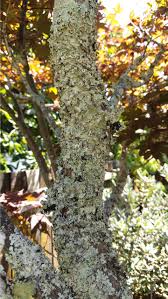 Trouvez des images de stock de tiny green lichenfungus moss that grows en hd et des millions d'autres photos, illustrations et images vectorielles de stock libres de droits dans la collection shutterstock. How To Get Rid Of Lichen Kings Plant Doctor