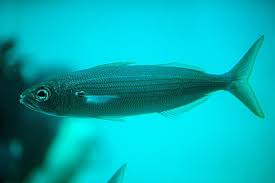 Image result for Boops boops