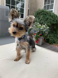 Image result for yorkshire haircut