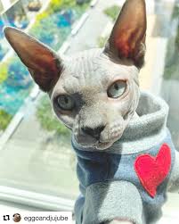 repost eggoandjujube with get repost let me take a selfie sphynxfashion at kotomodacatwear bulldog sphynx french bulldog