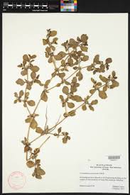 Image result for Alternanthera caracasana