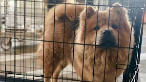 Shelter staff will work with the potential adopter to determine if the pet is a good fit or not, and give a reasonable timeframe for potential adopters to decide. 12 Adoptions Extended At Austin Animal Center