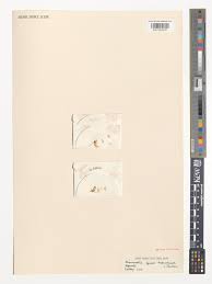 Image result for Microcoelia bulbocalcarata