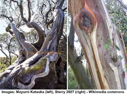 Stringy bark eucalyptus tree image by mike & valerie miller from fotolia.com. Types Of Eucalyptus Trees Leaves Flowers Bark Pictures