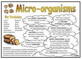 Micro Organisms Science Fact Mat Science Fact Middle School Science Activities Science Revision