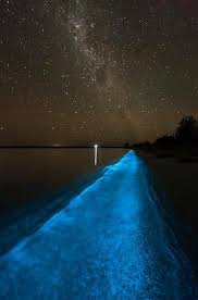 Bioluminescent Beach Puerto Rico Blue Bliss On The Beach Mosquito Bay Vieques Puerto Rico Bioluminescent Bay Bioluminescent Bay Puerto Rico Vieques