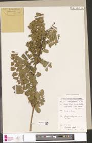 Image result for Sherbournia bignoniiflora