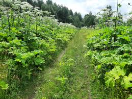Jun 21, 2021 · беглый солдат юргенс конингс, которого полиция искала в национальном парке бельгии в течение месяца, найден мёртвым. B Kak Nam Spasti Rossiyu Ot Borshevika Borshevik