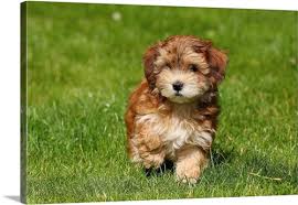 Aussie puppies havanese puppies teacup puppies cute dogs and puppies baby dogs doggies pomeranian puppy husky puppy puppy breeds. Red Havanese Puppy Wall Art Canvas Prints Framed Prints Wall Peels Great Big Canvas