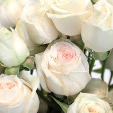 Bridal Blush Spray Rose Fiftyflowers Com