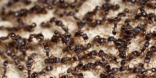 Use the best pest control companies to get rid of unwanted bugs, rodents and reptiles, both inside and outside how we chose the best pest control companies. How To Prepare For Ant Season Suburban Pest Control